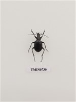 藏品(鞘翅目(步行蟲科))的圖片